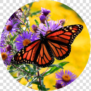 Monarch On Aster   Angangueo  HD Png Download