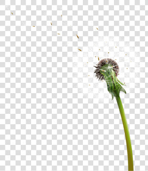 Dandelion Blowing   Diente De León Png  Transparent Png