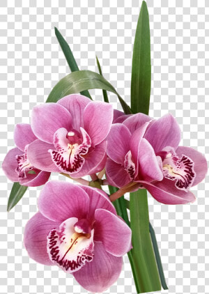 Flores  Orquídeas  Rosa  Exóticas  Tropicales  Cortar   Moth Orchid  HD Png Download