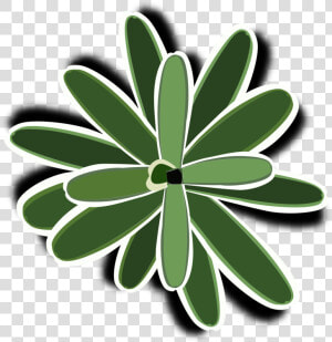 Plant flora leaf  HD Png Download