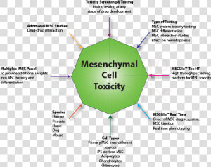 Mesenchymal Stem Cell Sources  HD Png Download