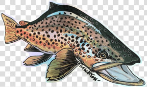 Matthew Stockton Brown Trout Holographic Sticker   Brown Trout Png  Transparent Png