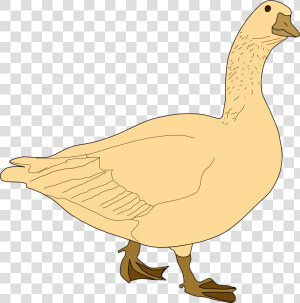  22golden Goose 22 Oca gris   Goose Clip Art  HD Png Download