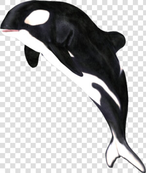 Killer Whale marine Dolphin fin common Common Dolphin common   Png Whale  Transparent Png