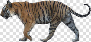 Walking Tiger Png Image Background   Tiger Walking Side View  Transparent Png