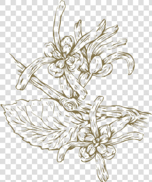 Witch Hazel Flower Line Drawing  HD Png Download