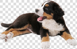 Bernese Mountain Dog Puppy Dalmatian Dog Tosa Miniature   Transparent Bernese Mountain Dog Png  Png Download