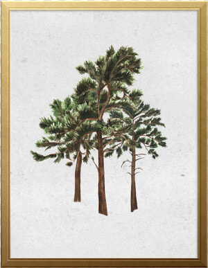 West Coast Forest Art Print   Mexican Pinyon  HD Png Download