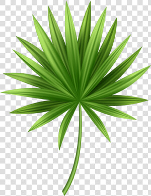 Tropical Leaves Png   Clip Art Tropical Leaves Png  Transparent Png