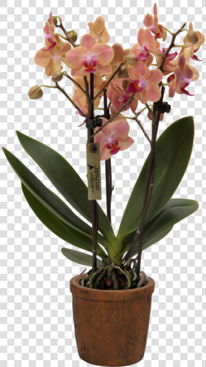 Cattlianthe Jewel Box  HD Png Download