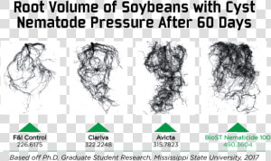 Nematicide Root Volume Comparison  HD Png Download