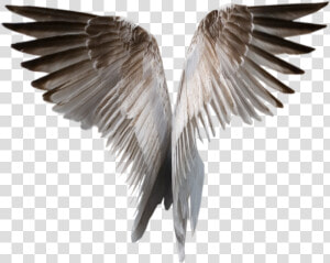 Wings Png   Realistic Wings Transparent Background  Png Download