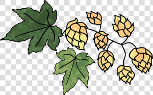 Hops And 2 Leaves  HD Png Download