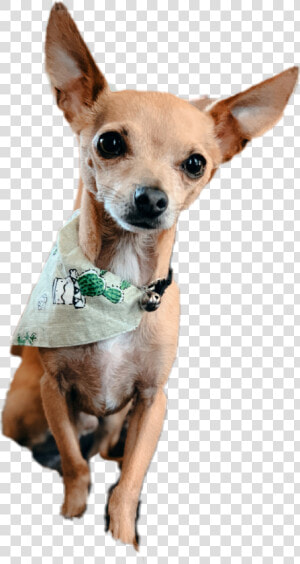  chiweenie  chihuahua  dog  doggo  cactus  cute  aesthetic  HD Png Download