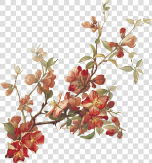 Cherry Blossoms Botanical Illustration  HD Png Download