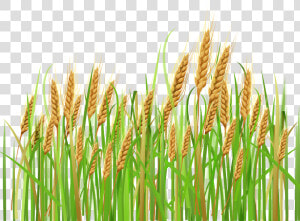 Collection Of Crop   Wheat Crops Clipart  HD Png Download