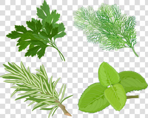 Clip Art Pics Of Herbs Plants   Herb Clipart  HD Png Download