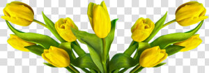 Transparent Easter Flowers Png   Tulipa Amarela Png  Png Download