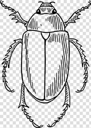 Beetle Clip Arts   Beetle Line Art  HD Png Download