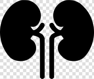 Kidney Organ Health Medical Health Renal Kidneys  HD Png Download