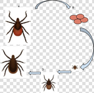 Deer Tick Life Cycle  3   Deer Ticks Ixodes Scapularis  HD Png Download