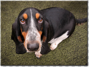 Basset Hound  HD Png Download