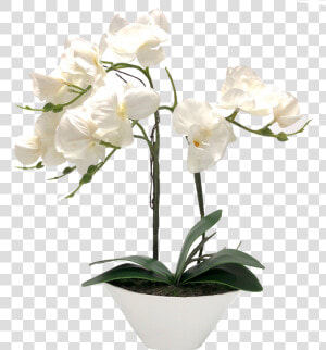 Transparent White Orchids Png   Vase Orchid White Png  Png Download