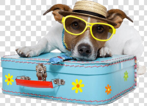 Dog Vacation   Pet Traveling  HD Png Download