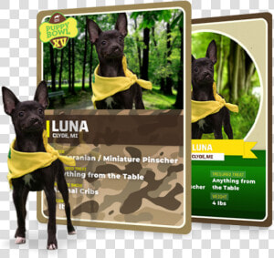 Whether You Re A Pet Parent Or You Have An Animal In   Puppy Bowl Trading Cards  HD Png Download