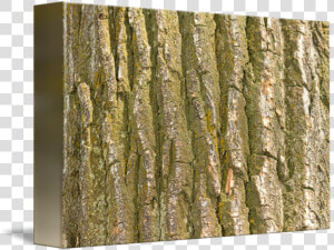 Tree Bark Png   Bark  Transparent Png