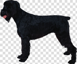 Giant Schnauzer Standard Schnauzer Miniature Schnauzer   Schnauzer  HD Png Download