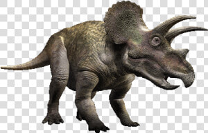 Triceratops Png  Transparent Png