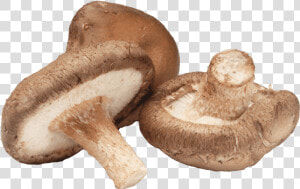 Shiitake Mushroom  HD Png Download