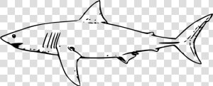 Clip Art Shark Outline Png   Great White Shark Clipart  Transparent Png