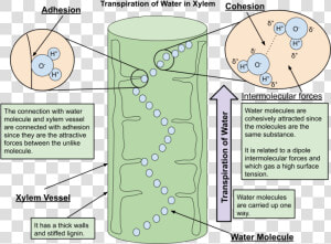 Adhesion In Xylem  HD Png Download