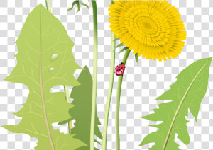 Transparent Dandelion Clipart Png   Dandelion Vector Png Transparent  Png Download