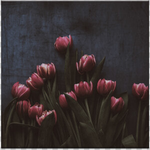 13 Tulips   Обои Тамблер Темные  HD Png Download