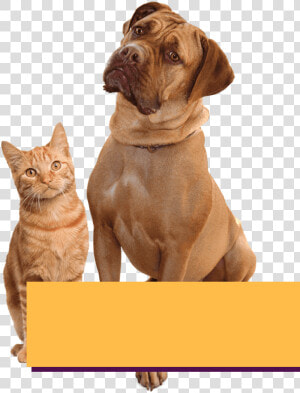 Slider Layer Dog Cat   Cat Dog Png  Transparent Png