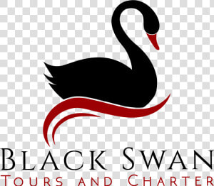 Black Swan   Png Download   Black Swan  Transparent Png