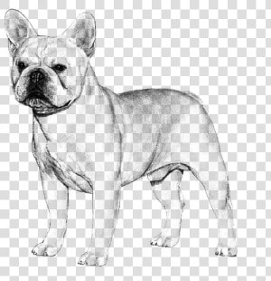 French Bulldog   French Bulldog Akc  HD Png Download