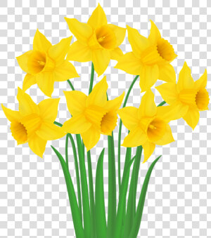 Yellow Png Transparent Clip   Transparent Background Daffodils Clipart  Png Download