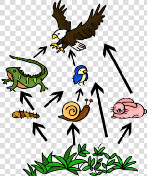 Food Web Landscape Clipart   Food Chain Of A Iguana  HD Png Download