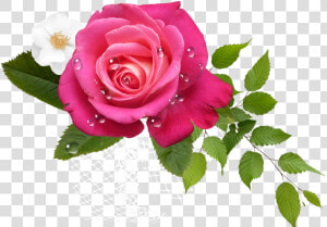 Rosas Rosa Png   Some People Only Love You As Much  Transparent Png