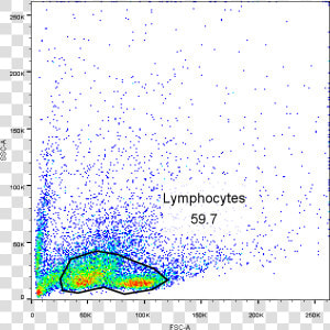 Spleen Lymphocytes Flow Cytometry  HD Png Download