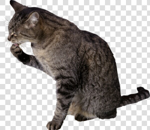 Cat Png   Cat Licking Paw Png  Transparent Png