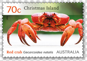 Crabs Png  Transparent Png