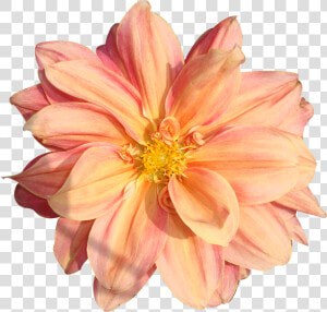 Peach Flower Clipart Real Flower   Flower Pngs  Transparent Png