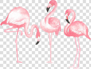 Greater Flamingo  HD Png Download