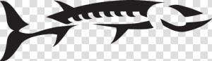 Barracuda Clipart Baracuda   Barracuda Fish Logo Vector  HD Png Download