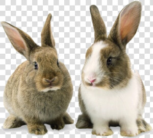 Rabbit Bunny Png Background Image   Rabbit Png  Transparent Png